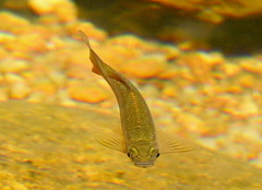 Devario