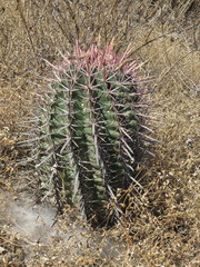 Ferocactus recurvus recurvus