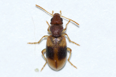 Amblyderus granularis