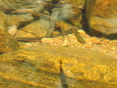 Devario