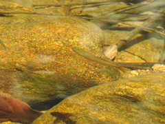 Devario