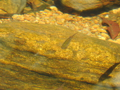 Devario