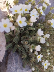 Polemonium pulcherrimum shastense