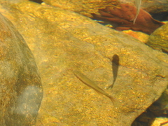 Devario