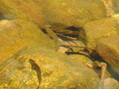 Devario