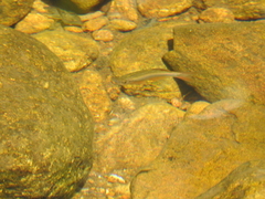 Devario