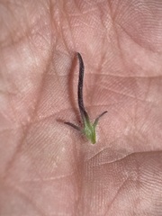 Cordylanthus capitatus