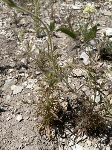 Image of Cordylanthus capitatus by (c) Matt Berger, some rights reserved (CC BY)