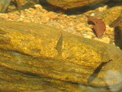 Devario