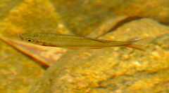 Devario