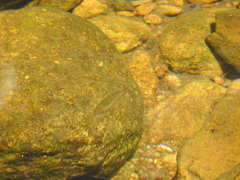 Devario