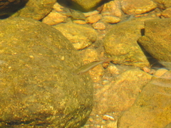 Devario