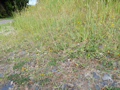 Lotus suaveolens