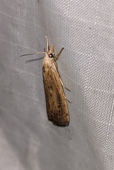 Thopeutis forbesellus