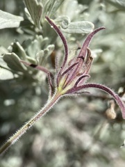 Cordylanthus capitatus