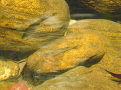 Devario