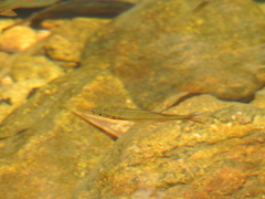 Devario