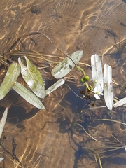 Sagittaria natans