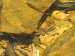 Devario