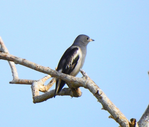 Daurian Starling (Agropsar sturninus), photo 8
