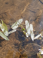 Sagittaria natans