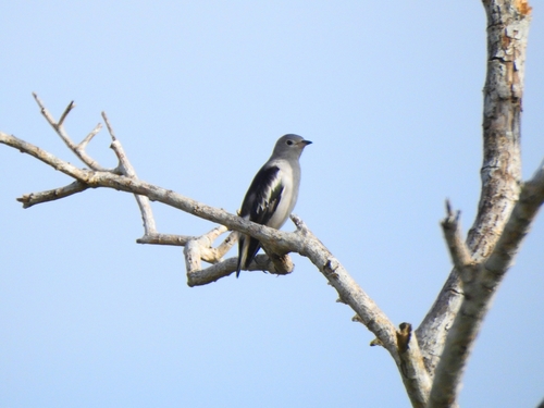Mongolenstar (Agropsar sturninus)