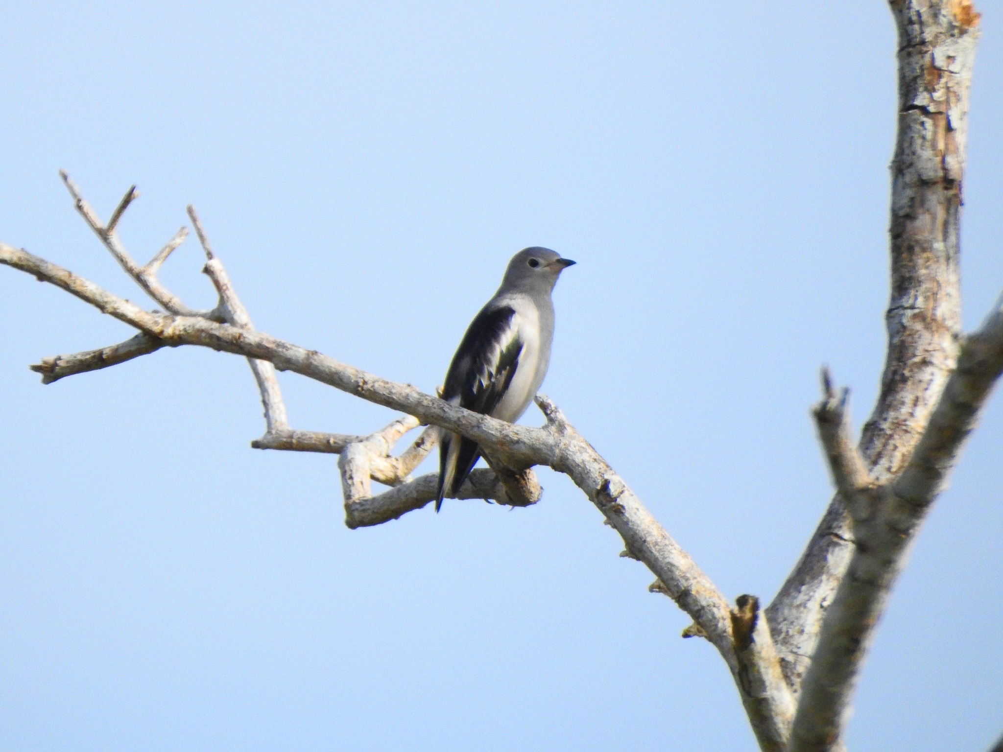 Daurian Starling (Agropsar sturninus)