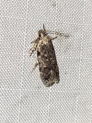 Chionodes pereyra