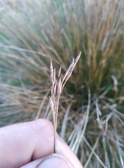 Schoenus pauciflorus