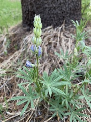 Lupinus gracilentus