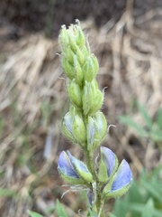 Lupinus gracilentus