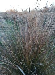Schoenus pauciflorus