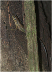 Sphenomorphus sabanus