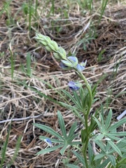 Lupinus gracilentus