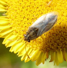 Nysius senecionis