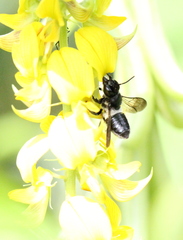 Megachile conjuncta