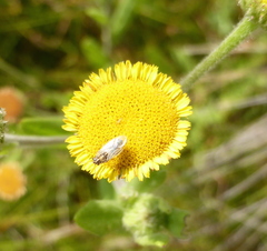 Nysius senecionis