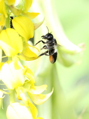 Megachile conjuncta