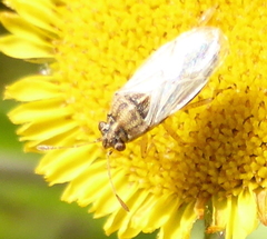Nysius senecionis