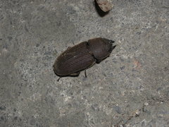 Velutinodorcus carinulatus