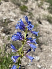Penstemon watsonii