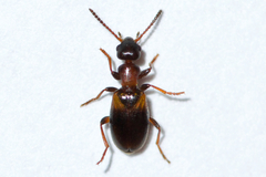 Omonadus formicarius