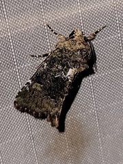 Oligia chlorostigma