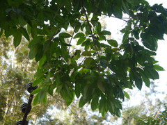 Melicope lunu-ankenda