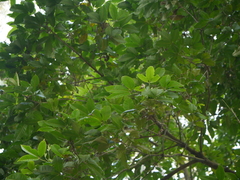 Melicope lunu-ankenda