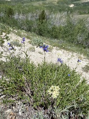 Penstemon watsonii