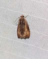 Olethreutes nigranum