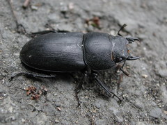 Serrognathus kyanrauensis