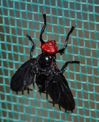 Bromophila caffra