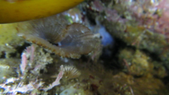 Asterocarpa coerulea